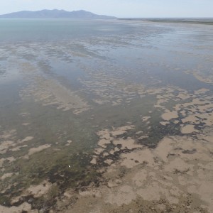 Areal photograph of seagrass meadows in the intertidal flats of Cleveland Bay
