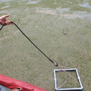 Helicopter surveys of seagrass