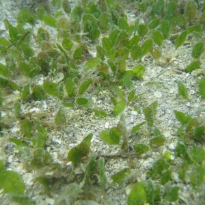 The seagrass, Halophila ovalis