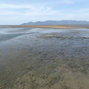 Intertidal seagrass meadow