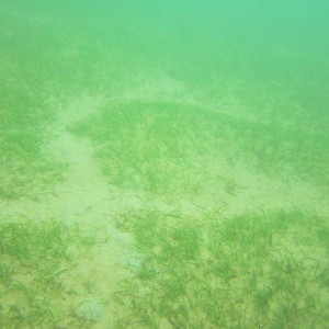 Dugong feeding trails in the seagrass meadows at Magnetic Island
