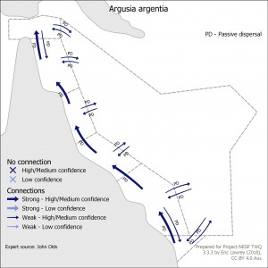 Argusia argentia