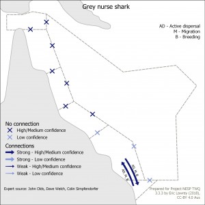 Grey nurse shark