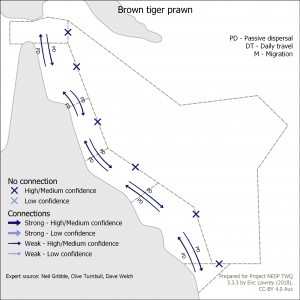 Brown tiger prawn