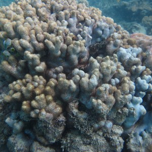 Warraber Island - Madracis kirbyi coral