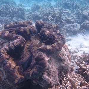 Woiz Reef - Giant Clam