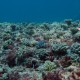 With this many juvenile corals (0-5cm) and teenage corals around, the coral cover at North reef is increasing.