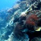 Acanthaster planci, COTS, feeding front