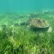 Green turtle feeding on seagrass, Green Island (13 February 2010)