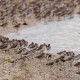 Mixed flock of roosting shorebirds