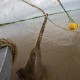 Largetooth sawfish in a gillnet.