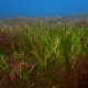 Subtidal mixed species meadow