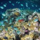 Vibrant coral reef scene