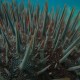 Crown of thorns starfish's spines
