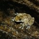 The armoured mist frog, rediscovered in North Queensland