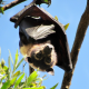 Spectacled Flying Fox