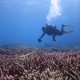 Photo transect on Fairfax reef - October 2015