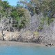 Mangrove dieback from flooding (Boyne River)