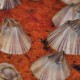 Adult Amphibalanus amphitrite barnacles