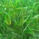 Mixed seagrass community at Magnetic Island