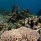 Far North field work finds surviving corals