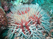 Crown of thorns starfish (Acanthaster planci)