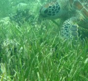Green turtle feeding on seagrass