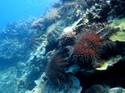Acanthaster planci, COTS, feeding front