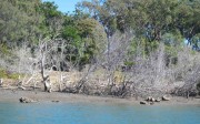 Mangrove dieback from flooding (Boyne River)