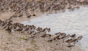Mixed flock of roosting shorebirds
