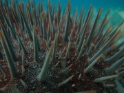 Crown of thorns starfish's spines