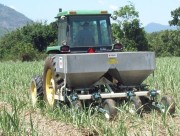 Fertilising sugarcane