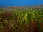 Subtidal mixed species meadow