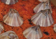 Adult Amphibalanus amphitrite barnacles