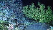 Deeper coral communities of Scott Reef