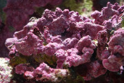 Crustose coralline algae