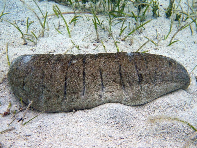 Sandfish - Holothuria scabra