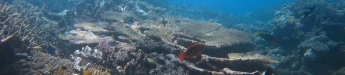 View of the upper reef slope showing a thriving coral community.