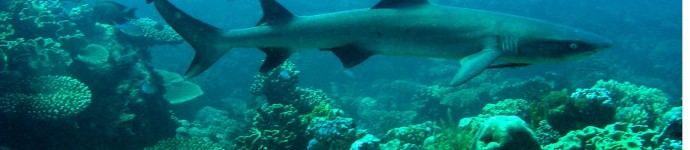 Whitetip reef shark swimming over reef