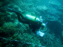 Visual fish census data collection AIMS reef monitoring