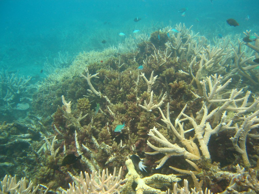 Macroalgae grows profusely amongst the branches of this Acropora sp ...