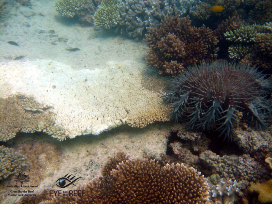 Poruma Reef | eAtlas