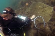 Researcher investigating coral reef health