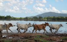 Shallow lagoon on grazing farm near Giru, Queensland.