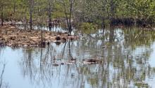 Shallow lagoon near Giru.