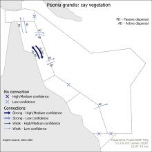 Pisonia grandis: cay vegetation