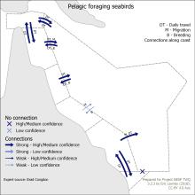 Pelagic foraging seabirds