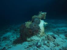 Group of crown-of-thorns starfish feeding