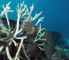 Crown-of-thorns starfish feeding