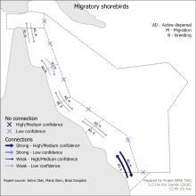 Migratory shorebirds
